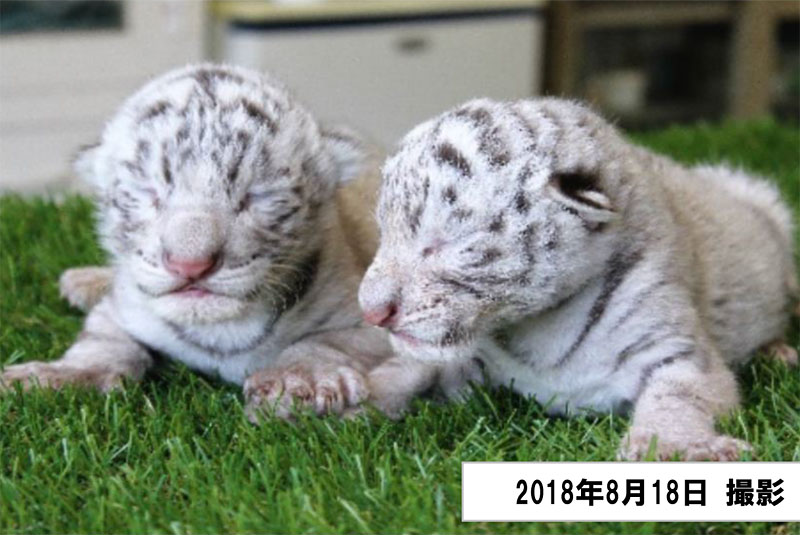 ホワイトタイガーの赤ちゃん4年ぶりに誕生 道の駅 伊豆ゲートウェイ函南